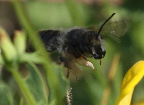 Megachile willughbiella